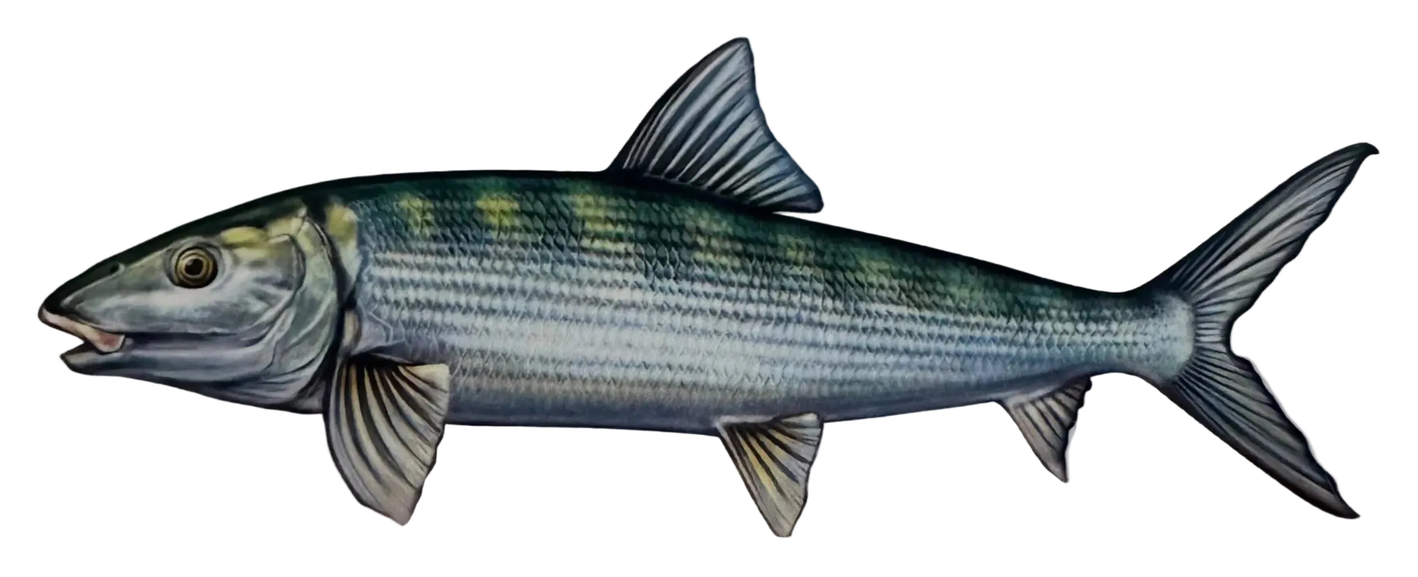 Saltwater Bonefish Fishing Sticker for Boats, Coolers & Outdoor Gear