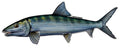 Large Saltwater Bonefish Fishing Sticker for Boats, Coolers & Outdoor Gear