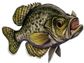 Freshwater Crappie Fishing Sticker for Boats, Coolers & Outdoor Gear