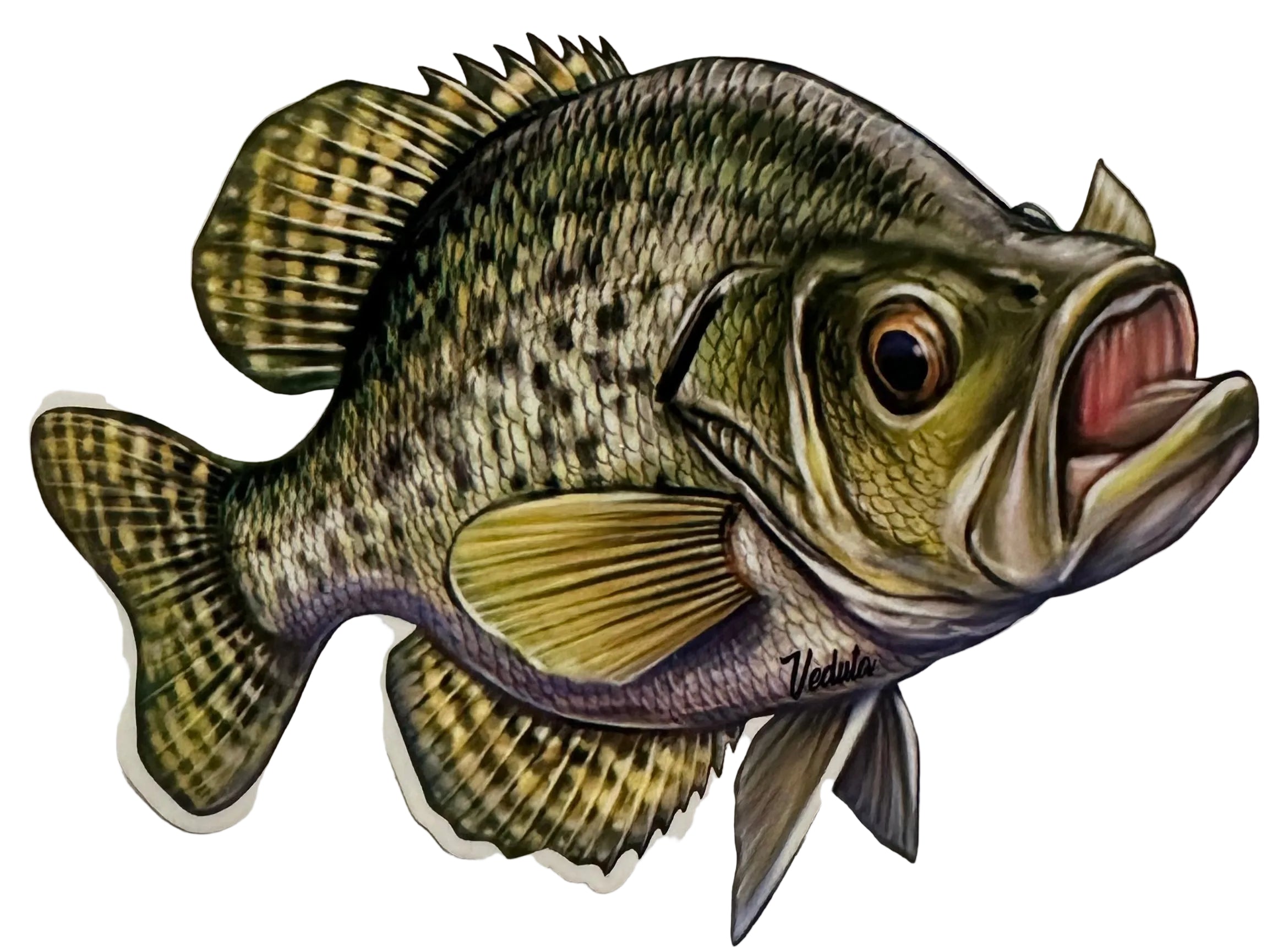 Freshwater Crappie Fishing Sticker for Boats, Coolers & Outdoor Gear