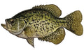 Freshwater Crappie Fishing Sticker for Boats, Coolers & Outdoor Gear