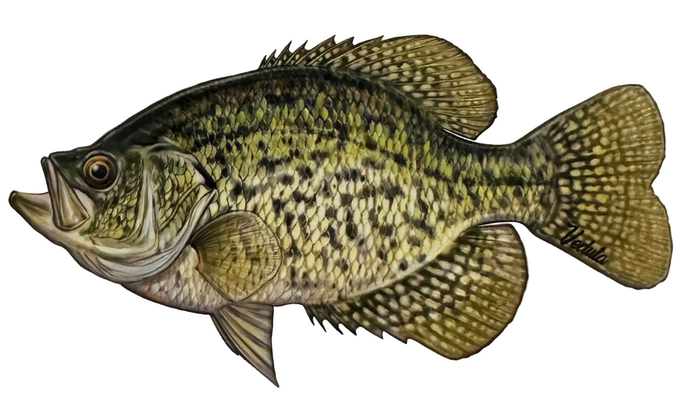 Freshwater Crappie Fishing Sticker for Boats, Coolers & Outdoor Gear