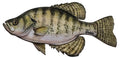 Freshwater Crappie Fishing Sticker for Boats, Coolers & Outdoor Gear