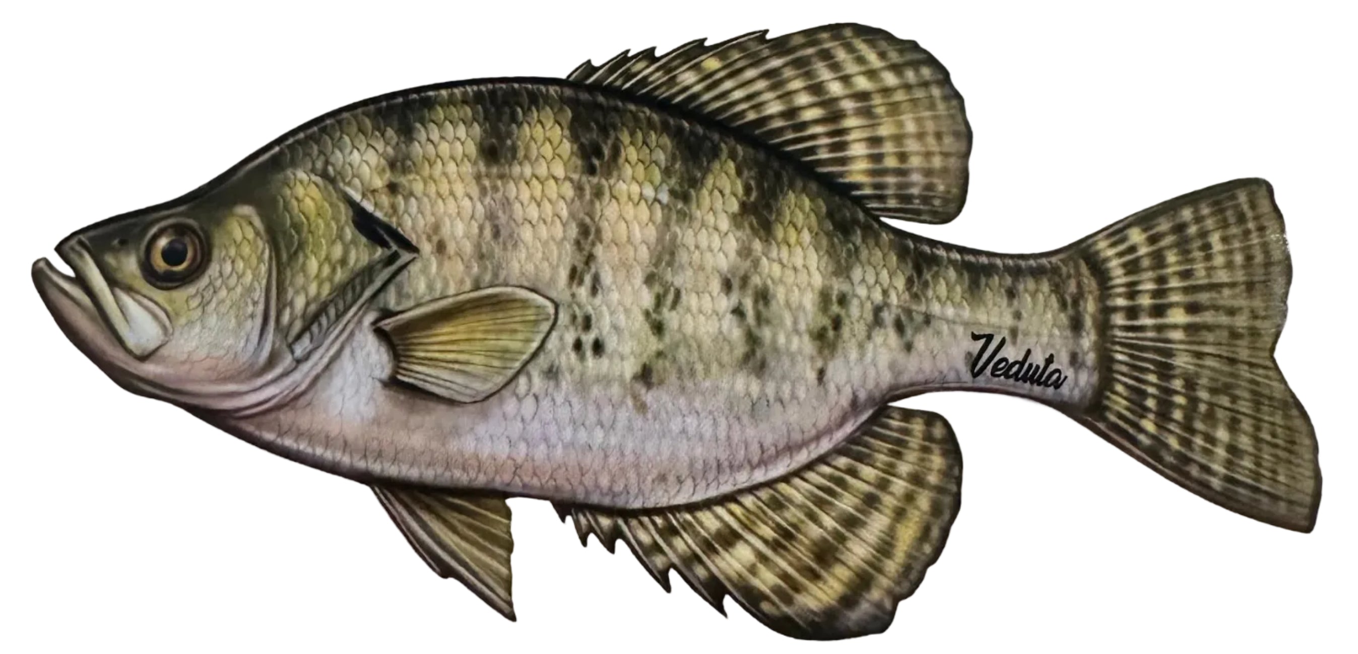 Freshwater Crappie Fishing Sticker for Boats, Coolers & Outdoor Gear