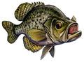 Large Freshwater Crappie Fishing Sticker for Boats, Coolers & Outdoor Gear