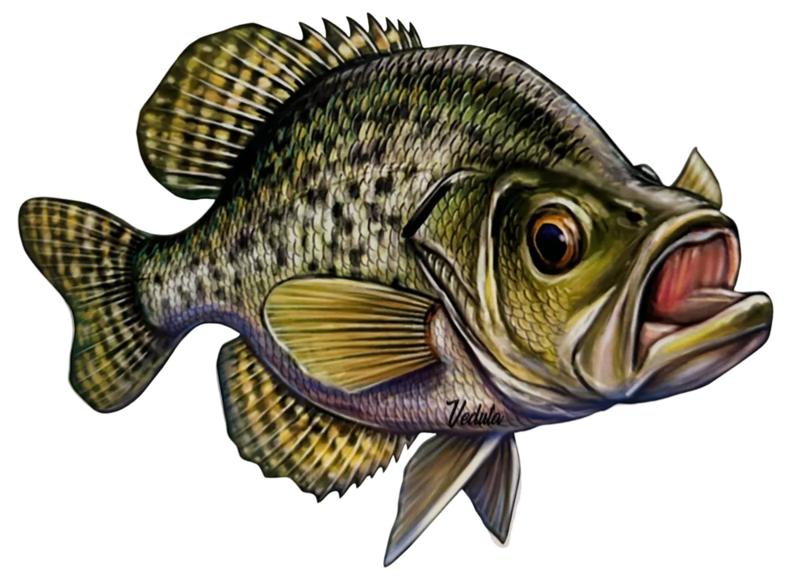 Large Freshwater Crappie Fishing Sticker for Boats, Coolers & Outdoor Gear