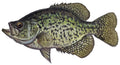 Large Freshwater Crappie Fishing Sticker for Boats, Coolers & Outdoor Gear