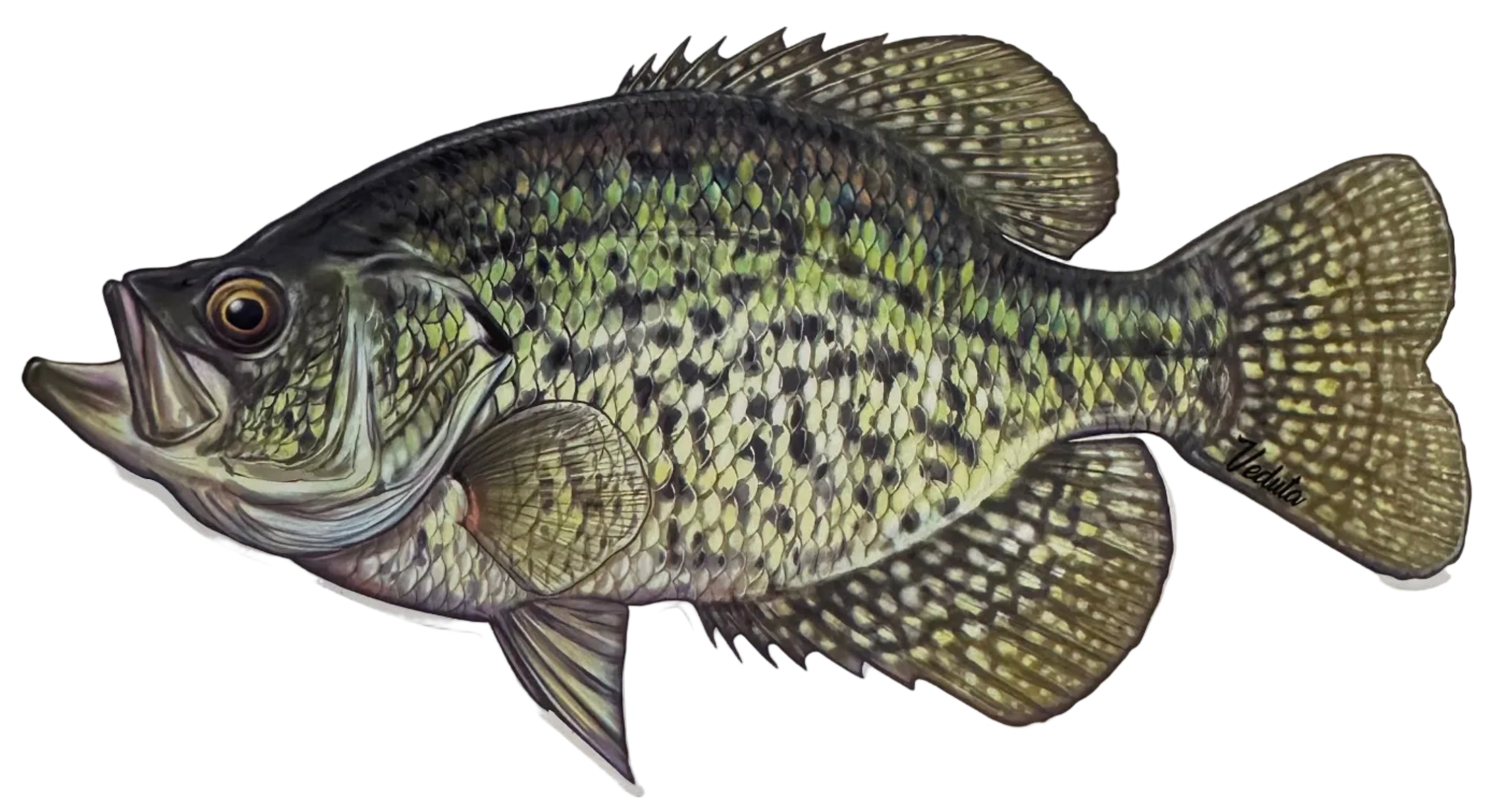 Large Freshwater Crappie Fishing Sticker for Boats, Coolers & Outdoor Gear