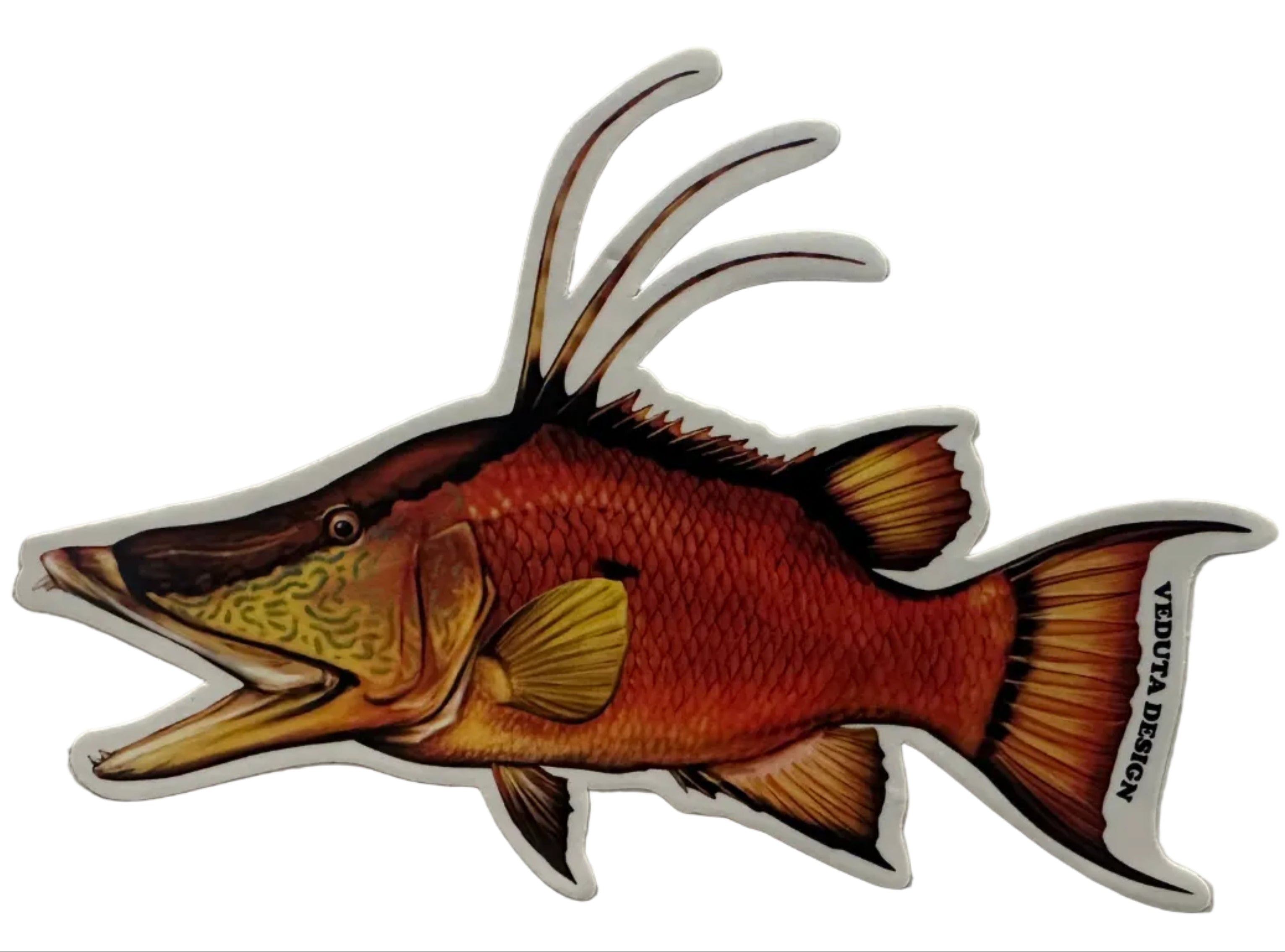Saltwater Hogfish Fishing Sticker for Boats, Coolers & Outdoor Gear
