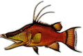 Large Saltwater Hogfish Fishing Sticker for Boats, Coolers & Outdoor Gear