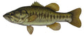 Large Freshwater Largemouth Bass Fishing Sticker for Boats, Coolers & Outdoor Gear