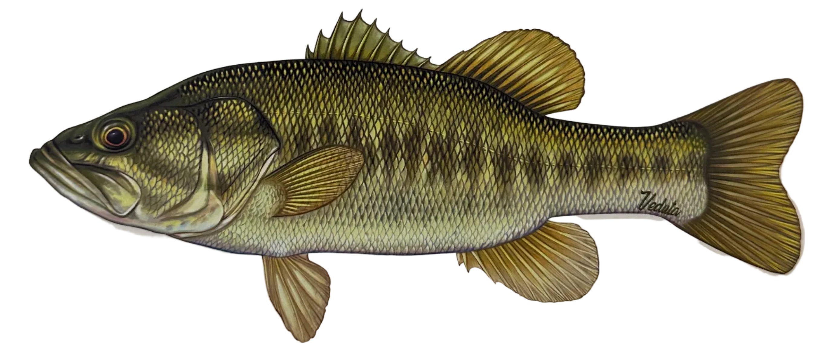 Large Freshwater Largemouth Bass Fishing Sticker for Boats, Coolers & Outdoor Gear