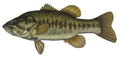 Freshwater Largemouth Bass Fishing Sticker for Boats, Coolers & Outdoor Gear