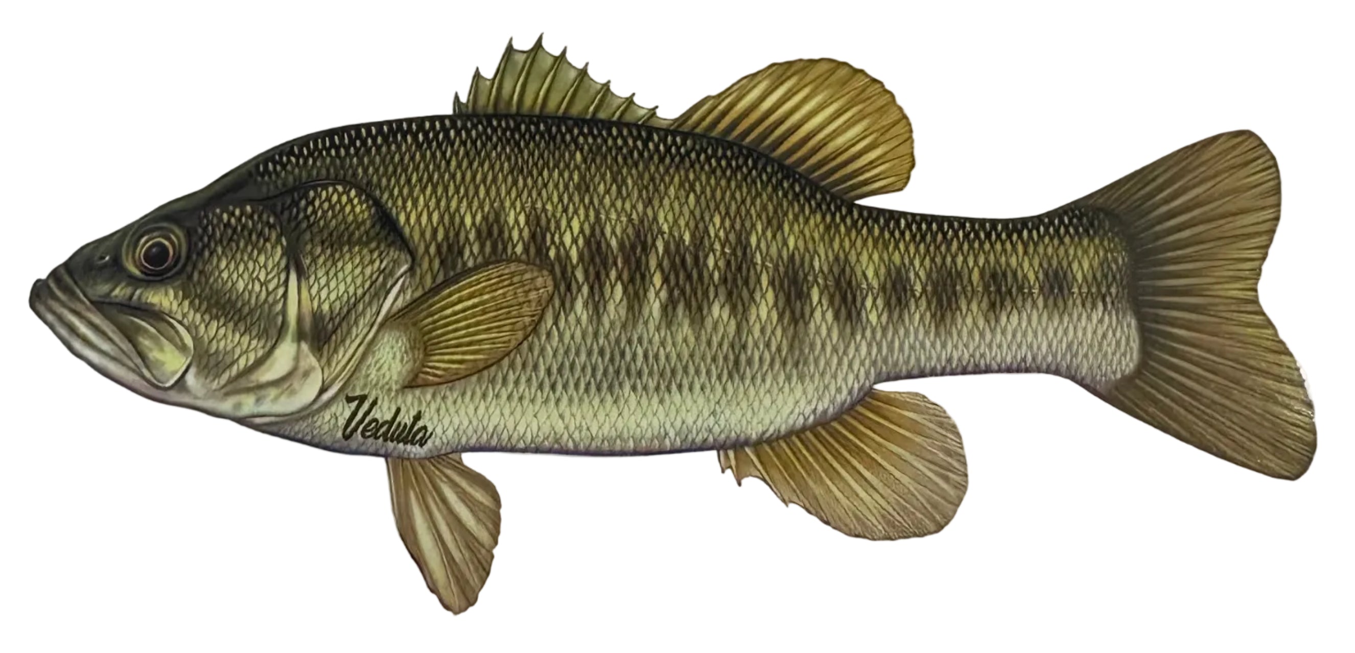 Freshwater Largemouth Bass Fishing Sticker for Boats, Coolers & Outdoor Gear