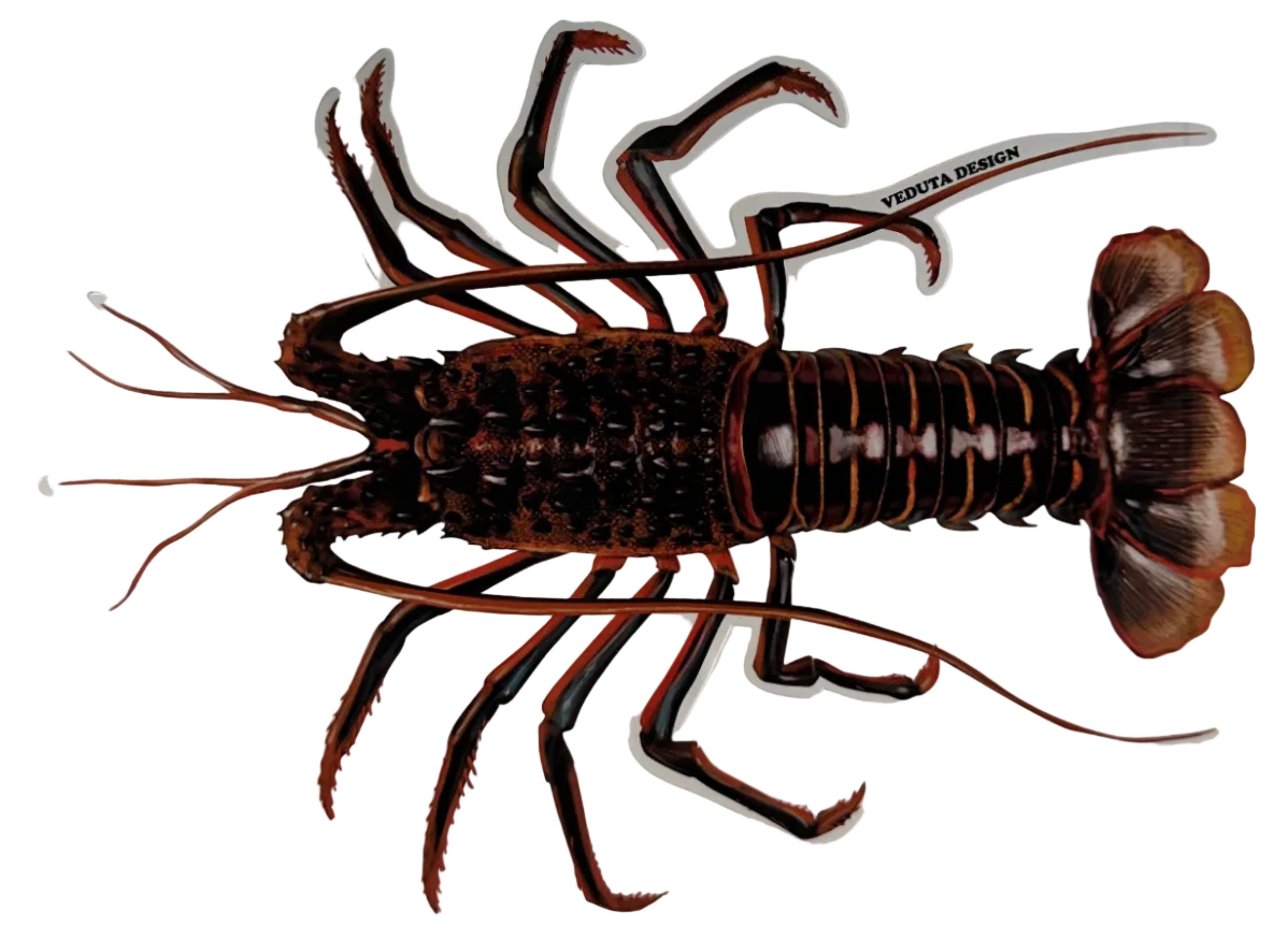 Large Saltwater Lobster Fishing Sticker for Boats, Coolers & Outdoor Gear