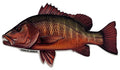 Large Saltwater Mangrove Snapper Fishing Sticker for Boats, Coolers & Outdoor Gear