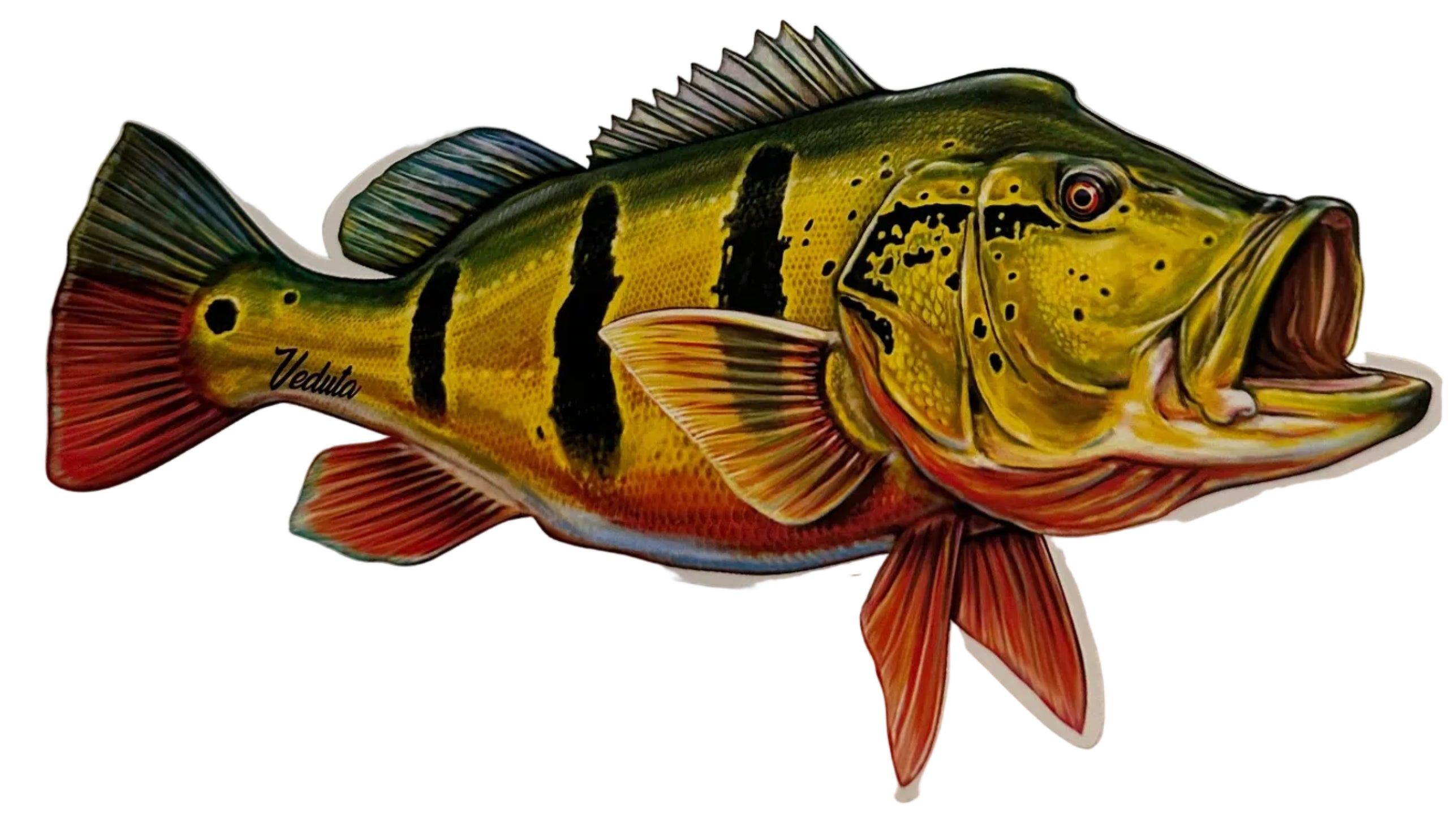 Large Freshwater Peacock Bass Fishing Sticker for Boats, Coolers & Outdoor Gear