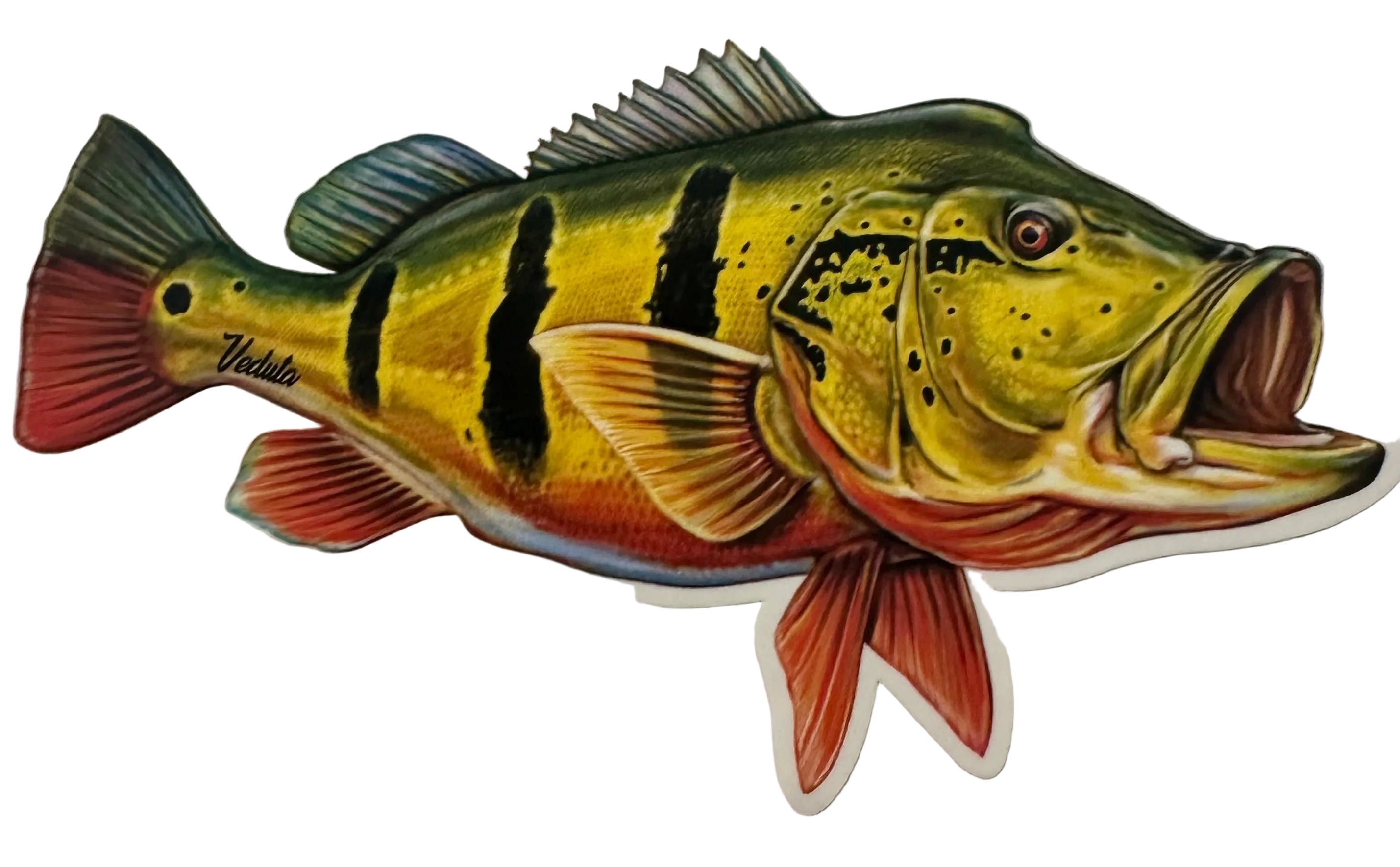 Freshwater Peacock Bass Fishing Sticker for Boats, Coolers & Outdoor Gear