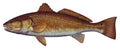 Saltwater Redfish Fishing Sticker for Boats, Coolers & Outdoor Gear