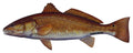 Large Saltwater Redfish Fishing Sticker for Boats, Coolers & Outdoor Gear