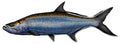 Large Saltwater Tarpon Fishing Sticker for Boats, Coolers & Outdoor Gear