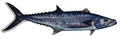 Saltwater Wahoo Fishing Sticker for Boats, Coolers & Outdoor Gear